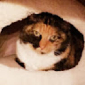 Meet your Posher, Ann